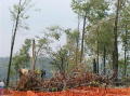 Kinzua_Bridge03